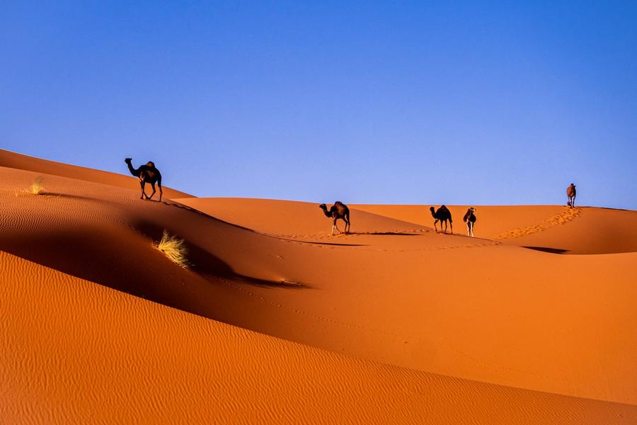 Camels resting on the Merzouga dunes in the Sahara